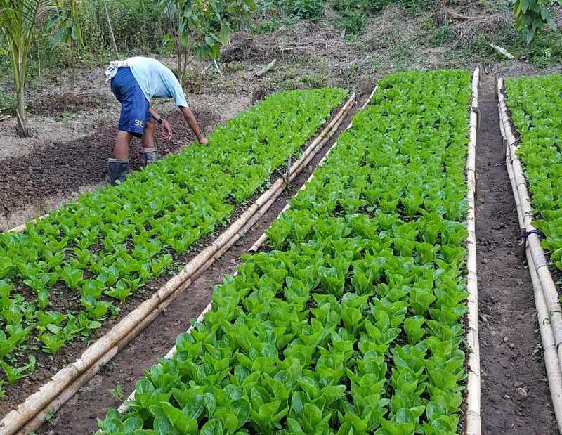 Organic Farm For Sale in Antipolo City